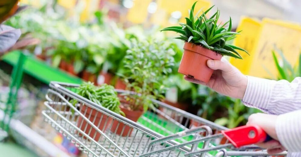 Люди которые любят растения. Люди которые любят растения