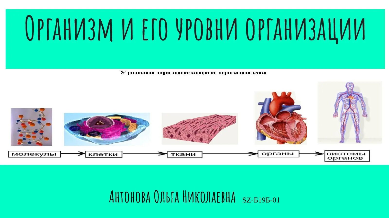 Уровни организации организма схема. Уровни организации человека. Клетка уровни организации организма человека. Уровни организации организма человека 8 класс. Уровень организации тела