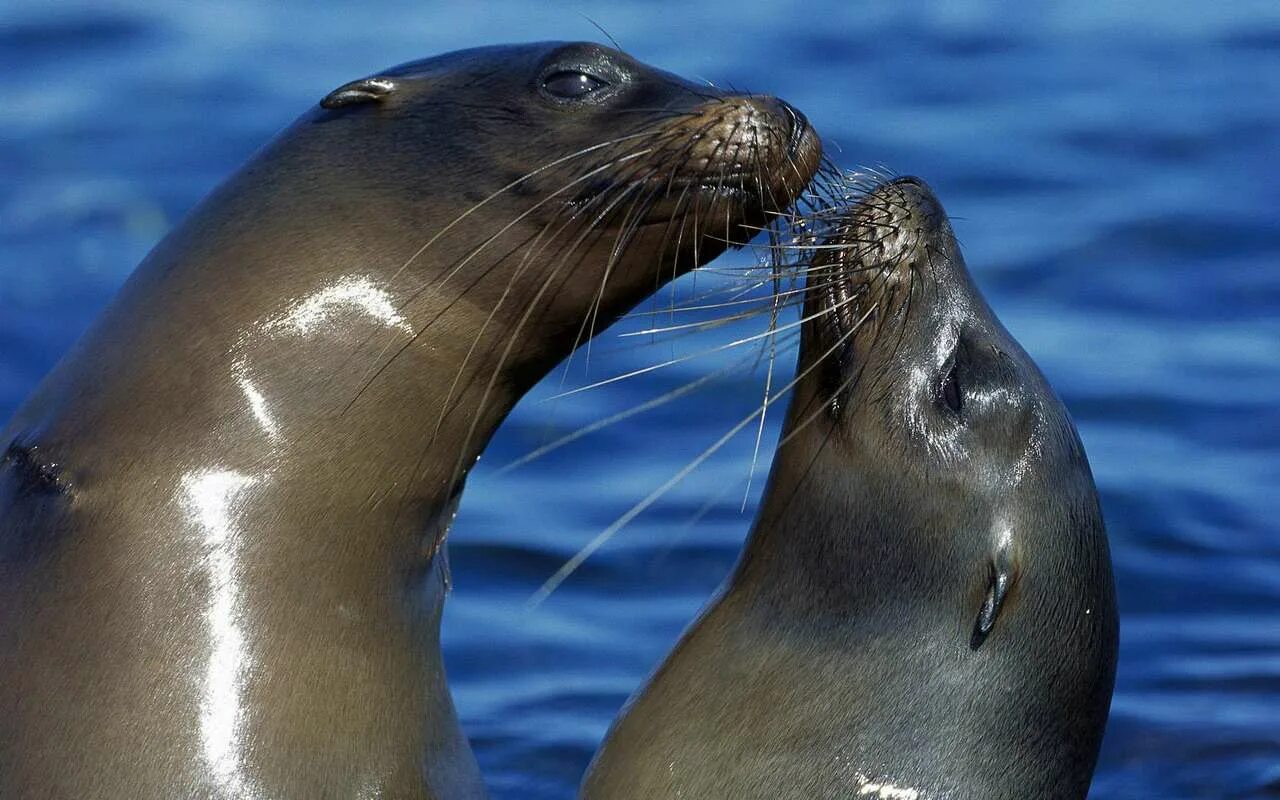 морской котик животное. ластоногие тюлени. ластоногие млекопитающие тюлень. ластоногие морской котик. морской котик животное.