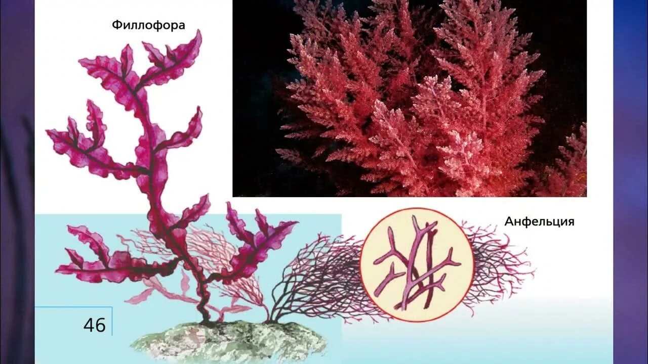 Красные водоросли багрянки. Красные водоросли Филлофора. Отдел красные водоросли багрянки. Представители красных водорослей 5 класс биология.