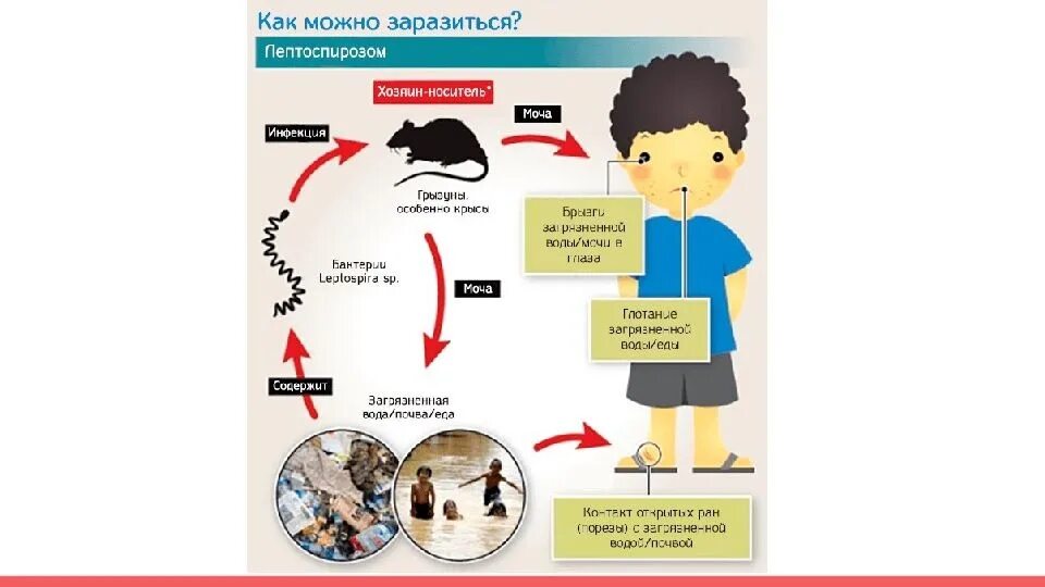 Лептоспироз симптомы пути передачи. Лептоспироз переносчики инфекции. Схема передачи лептоспироза. Цикл развития лептоспироза. Лептоспироз патогенез