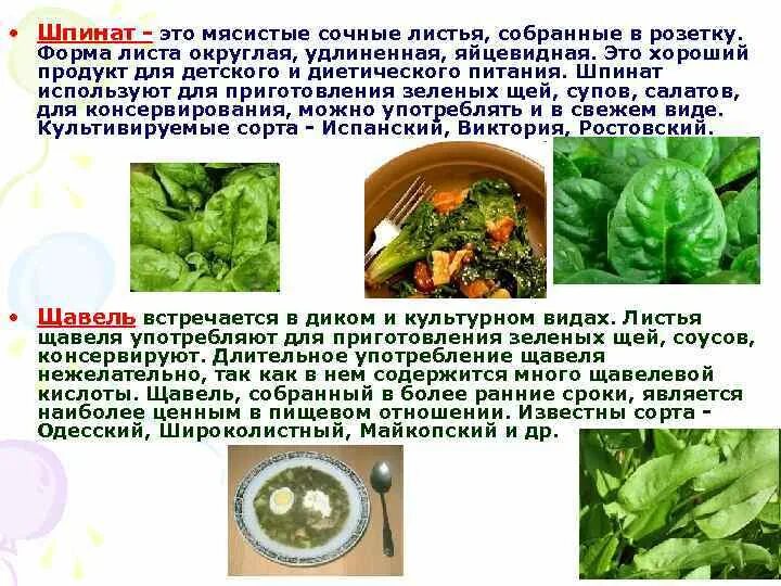 Анализ содержания текста собирая щавель. Шпинат и щавель. чем полезен щавель. щавель как отличить. щавель шпинатный.