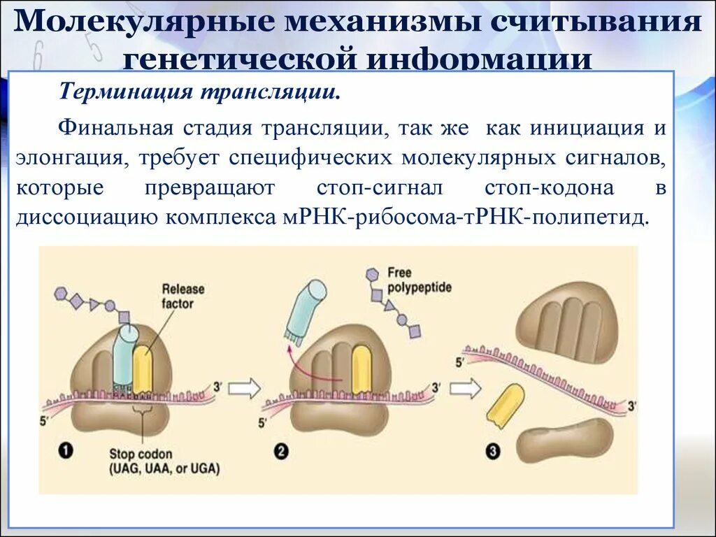 Процесс считывания генетической информации