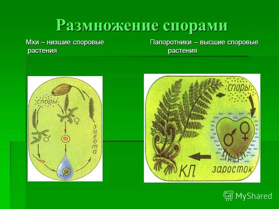 Укажите растение которое размножается спорами. Бесполое размножение растений спорами. размножение спорами. растения размножающиеся спорами. размножение растений спорами.