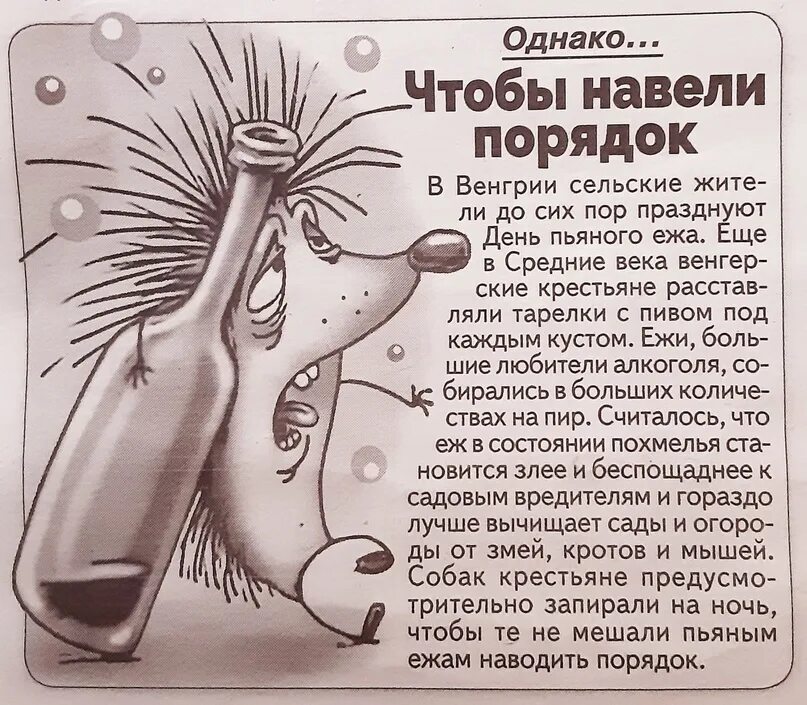 У вас есть фото ёжика? Golos.io Блоги