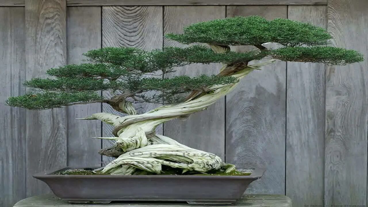 Make trees. Фикус ниваки. Бонсай можжевельник. Бонсай можжевельник Япония. Бонсай Лесной стиль.