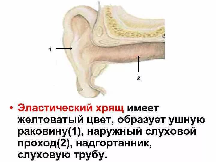 Ушная раковина анатомия медунивер. Эластический хрящ ушной раковины. Эластический хрящ ушной раковины препарат. Эластический хрящ ушной раковины гистология окраска орсеином. Строение ушной раковины латынь.