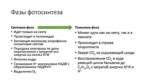 Темновая фаза исходные продукты