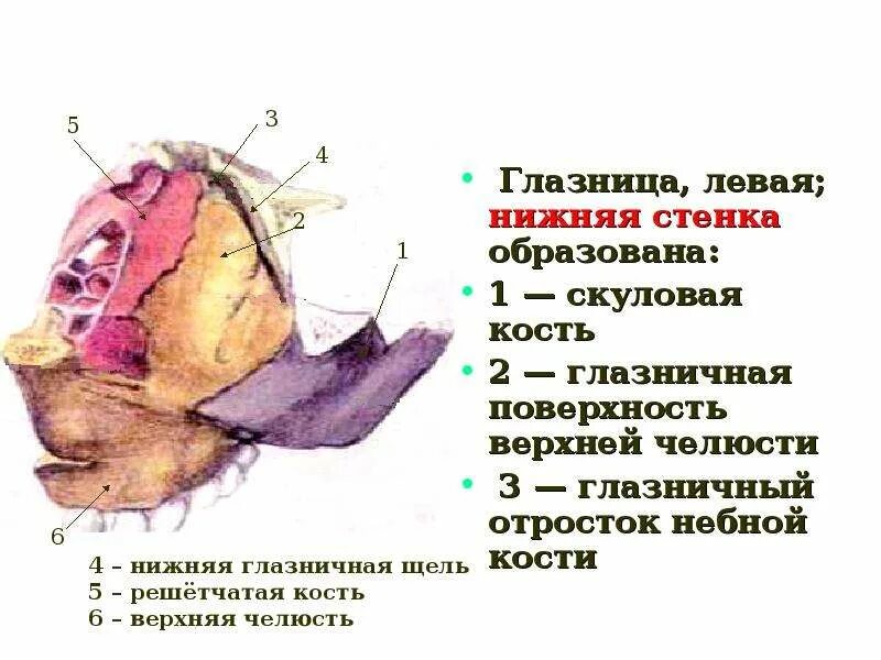 Верхняя и нижняя глазничная щель. Верхняя и нижняя глазничная щель. Верхняя глазничная щель. Глазничная поверхность верхней челюсти. Верхняя глазничная щель анатомия.