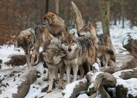 X wolf