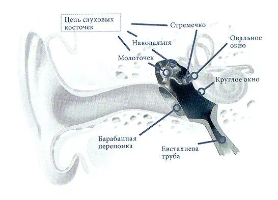 Последовательность расположения слуховых косточек. Косточка уха стремечко. kurz протезы слуховых косточек. молоточек наковальня стремечко функции. строение слуховых косточек анатомия.