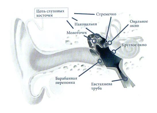 Какая функция слуховых косточек