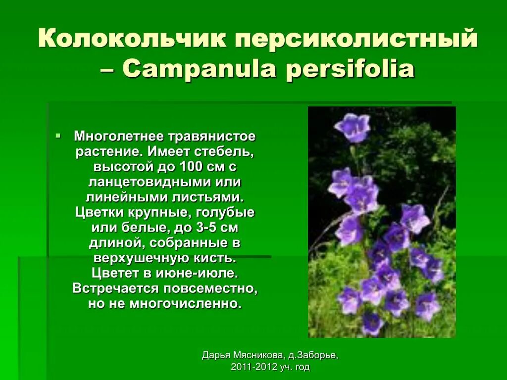 Колокольчик персиколистный стебель. Колокольчик персиколистный дикорастущий. Плоды колокольчика персиколистный. Стебель у колокольчика персиколистного.