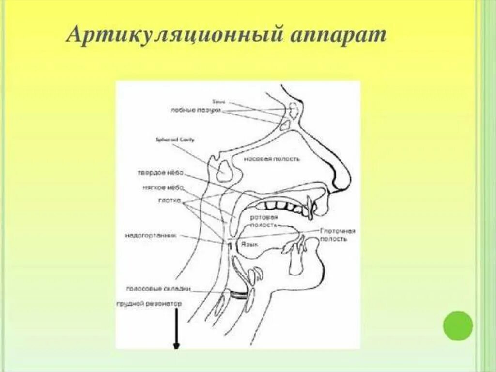 Артикуляция аппараты. Артикуляционный отдел речевого аппарата. Артикуляционный отдел периферического речевого. Голосовой аппарат артикуляционный аппарат. Строение артикуляционного аппарата.