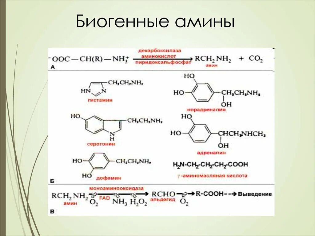 Образование биогенных Аминов гистамина. Биогенные Амины и аминокислоты. Образование биогенных Аминов. Биогенные Амины биохимия Синтез. В составе 3 активных