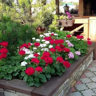 Герань дизайн