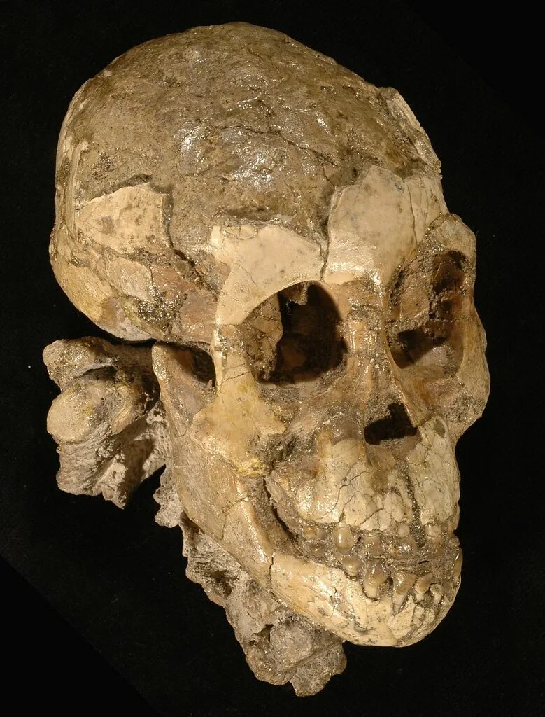 пещера шанидар с останками неандертальцев. череп австралопитеканеандерталец. погребение в эпоху мустье. австралопитек афарский скелет. находки первых людей.