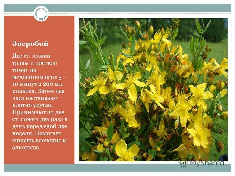 Зверобой альпийский желтый. Зверобой монбре. Льнянковый. Зверопой 2. Зверобой 2.