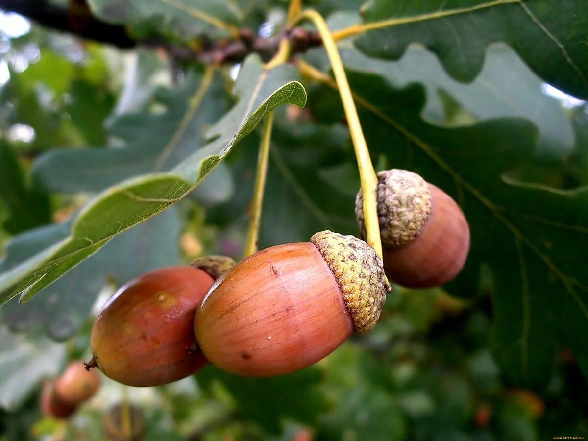 Coswick бражированная дуб корица. инженерная доска косвик дуб. Coswick инженерная доска орех. Coswick орех селект. косвик дуб орех.