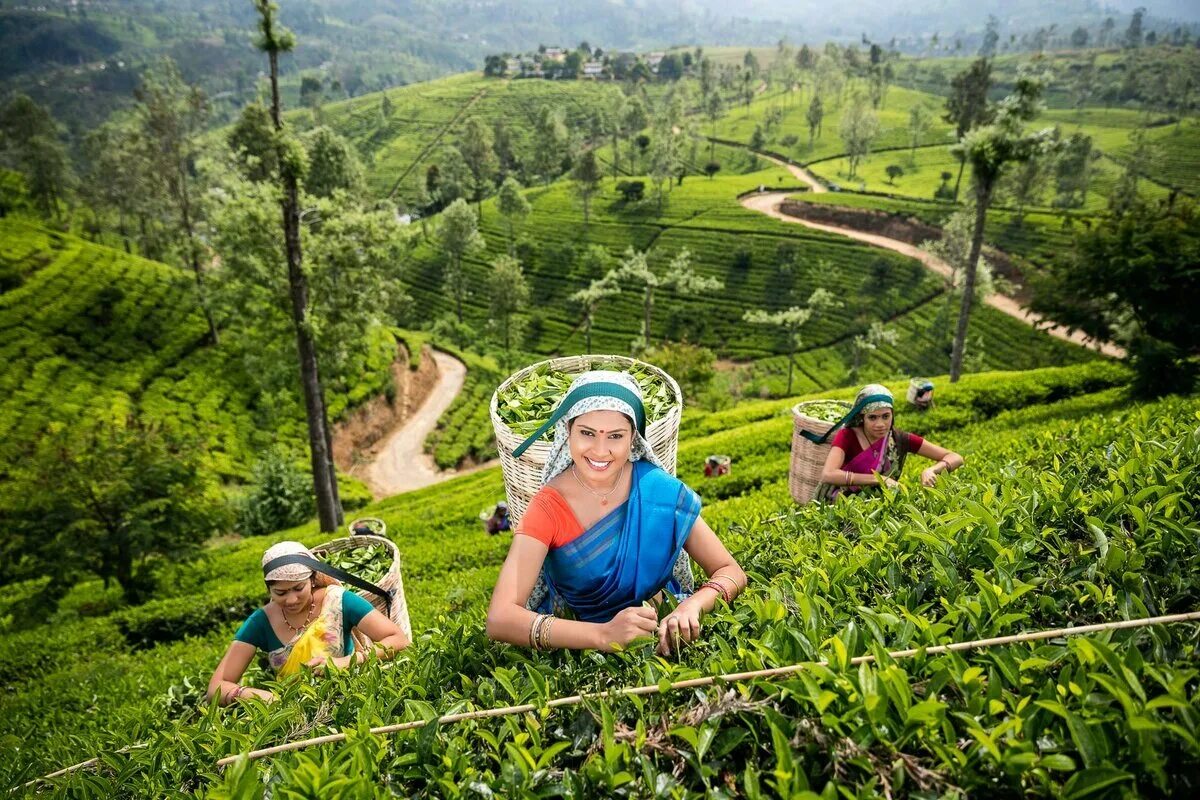 Когда ехать на шри. Чайные плантации Нувара Элия. Nuwara Eliya Шри Ланка. Шри Ланка чайные плантации. Нувара Элия Шри Ланка плантация.