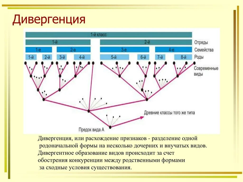 Дивергенция схема. Схема дивергенции форм. Дивергентное образование видов. Дивергенция расхождение. Дивергентная форма