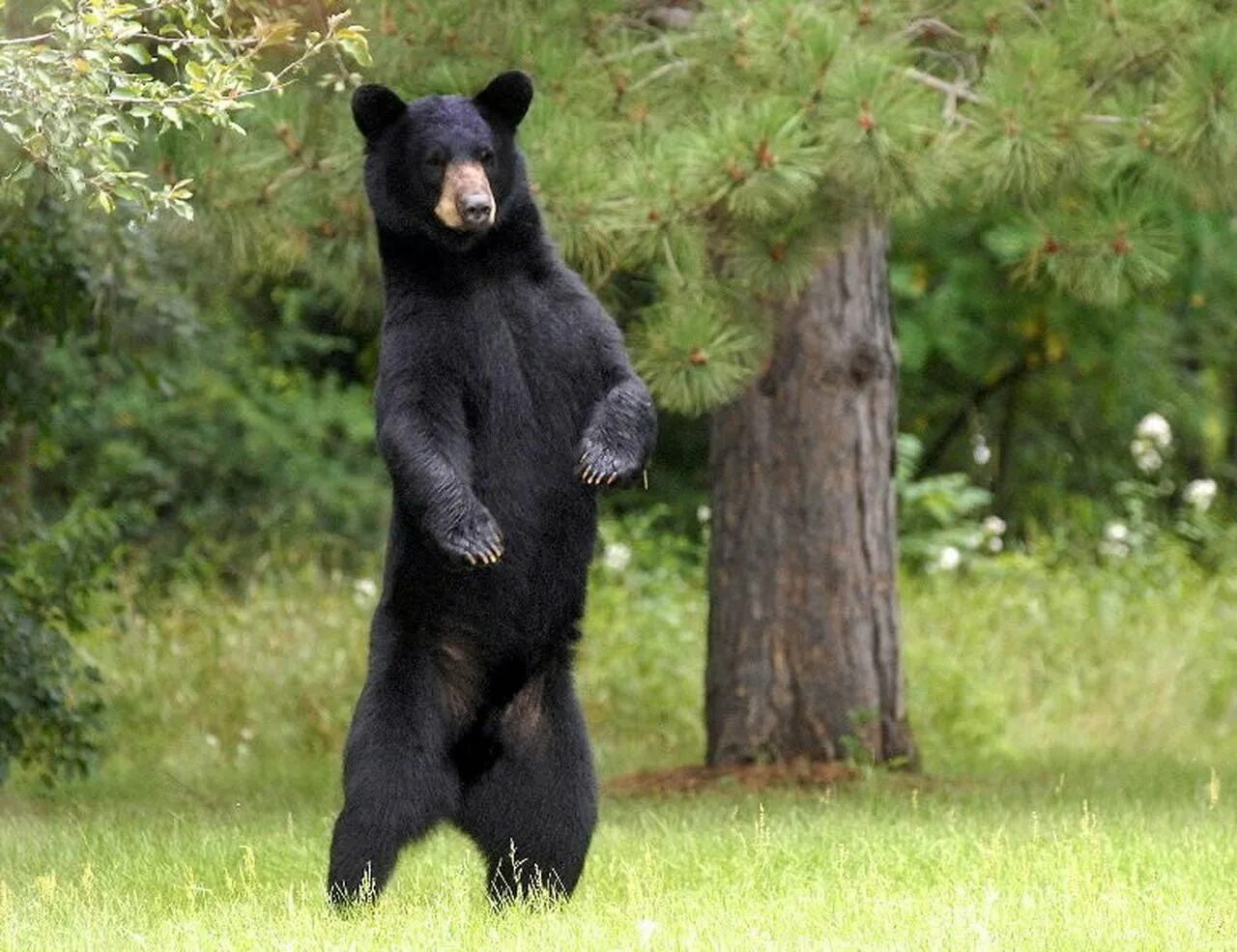 Медведь барибал умеет лазить по деревьям. Барибал (Ursus americanus). Гималайский медведь и Барибал. Американский медведь Барибал. Медведь Гризли черный.