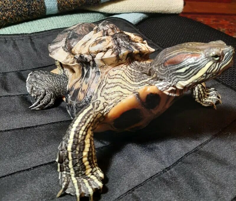 опухают черепахи. опухшие глаза у красноухой черепахи. среднеазиатская красноухая черепаха. панцирь сухопутной черепахи. конъюнктивит у красноухой черепахи.