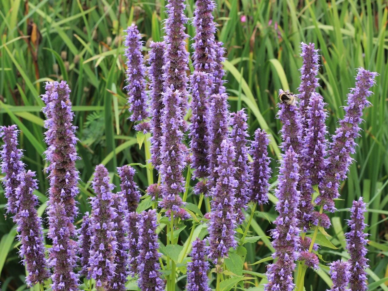 Лофант агастахис. Лофант анисовый. Лофант агастахе. Лофант, многоколосник. Лофант, многоколосник.