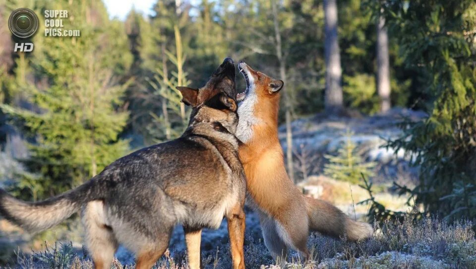 Pin on волки Wild dogs, Animals friendship, Animals