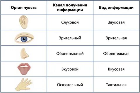 Подпиши органы чувств