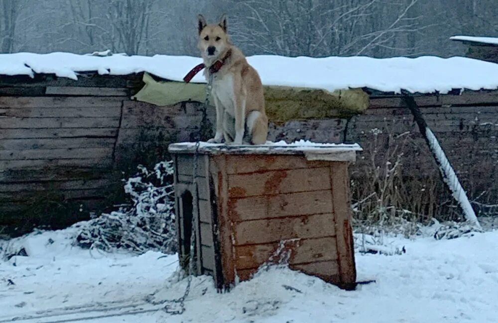 Собака на улице под снегом. Как собаки переносят холод зимой. Мороз животные. Собака зимой в шарфе. Как собаки переносят холод зимой.
