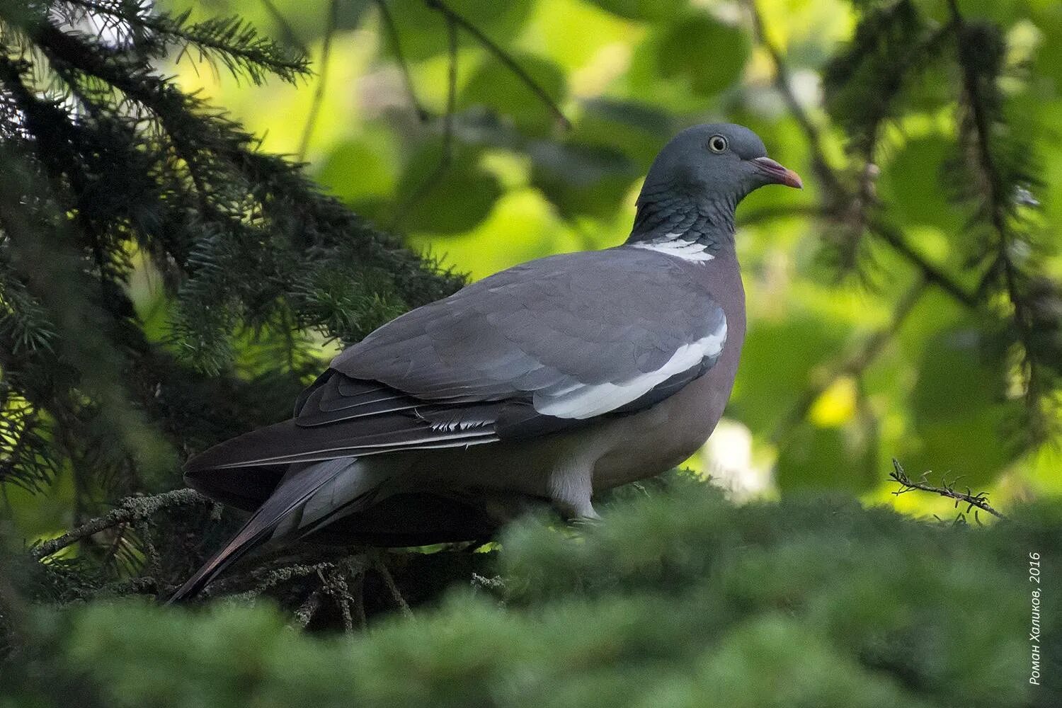 Голуби в лесу. Дикий голубь в лесу. Вяхирь витютень. Лесной голубь в сравнении с городским. Голубь в лесу.