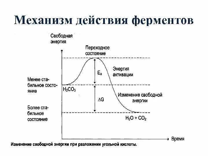 Этапы действия ферментов. Механизм действия ферментов биохимия. Механизм действия ферментов биохимия кратко. 4. Механизм действия ферментов. Механизм каталитического действия ферментов.