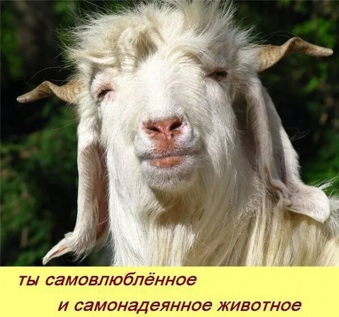 Ответ козлам