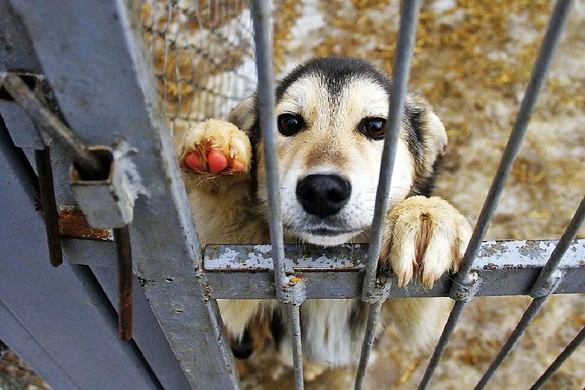 Отлов безнадзорных собак. Отлов безнадзорных животных. Отлов безнадзорных. Ахтубинск собаки бродячие. Отлов безнадзорных.