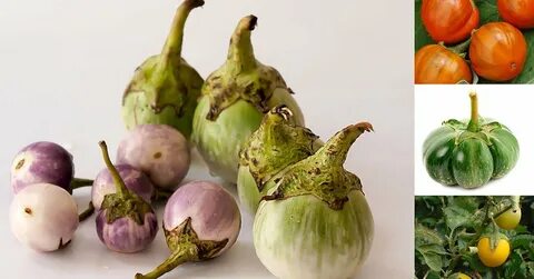 Баклажаны желтые плоды