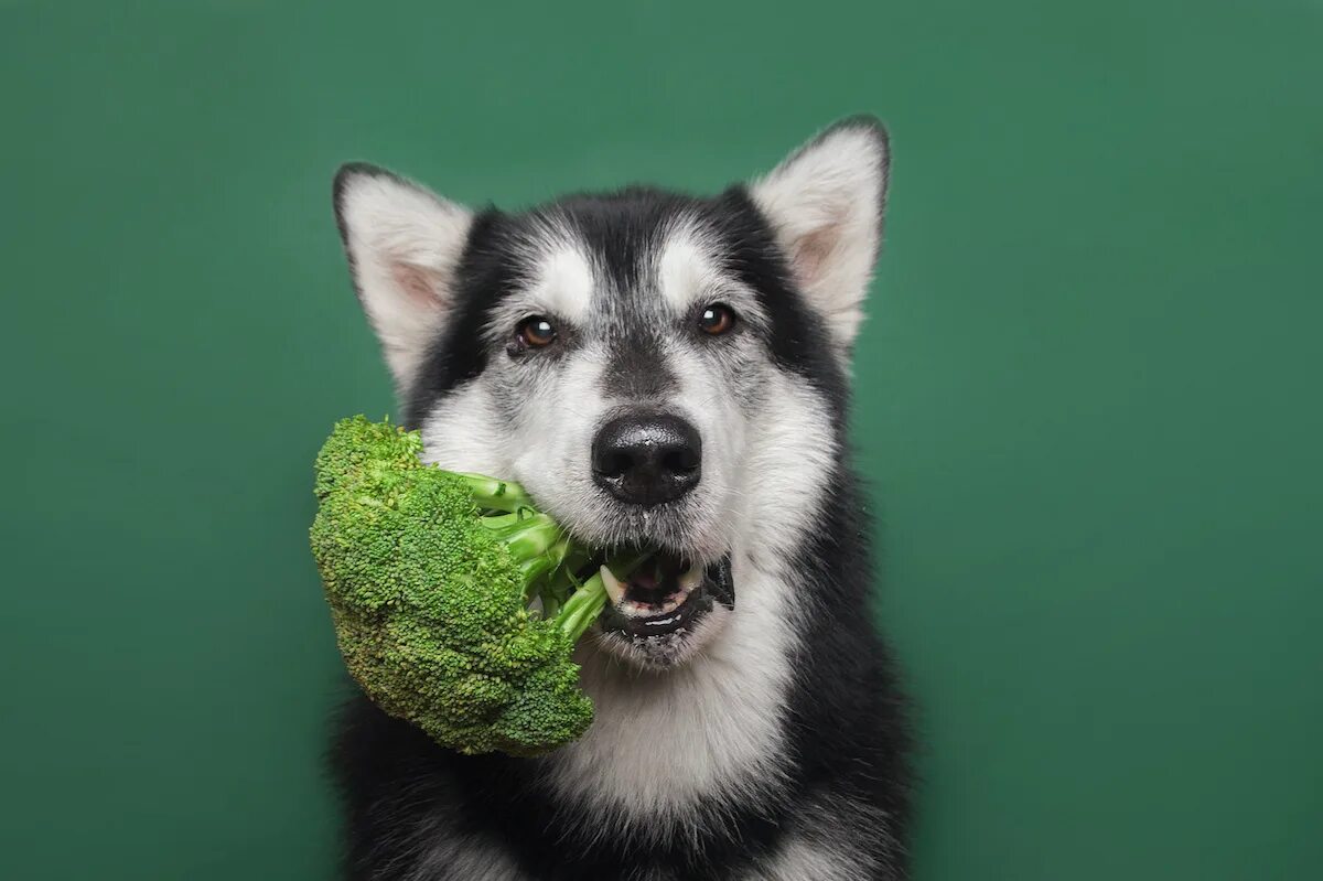 Брокколи собаке. Собак Вегетарианская. Собака вегетарианец. Собаки веганы. Собака ест овощи.