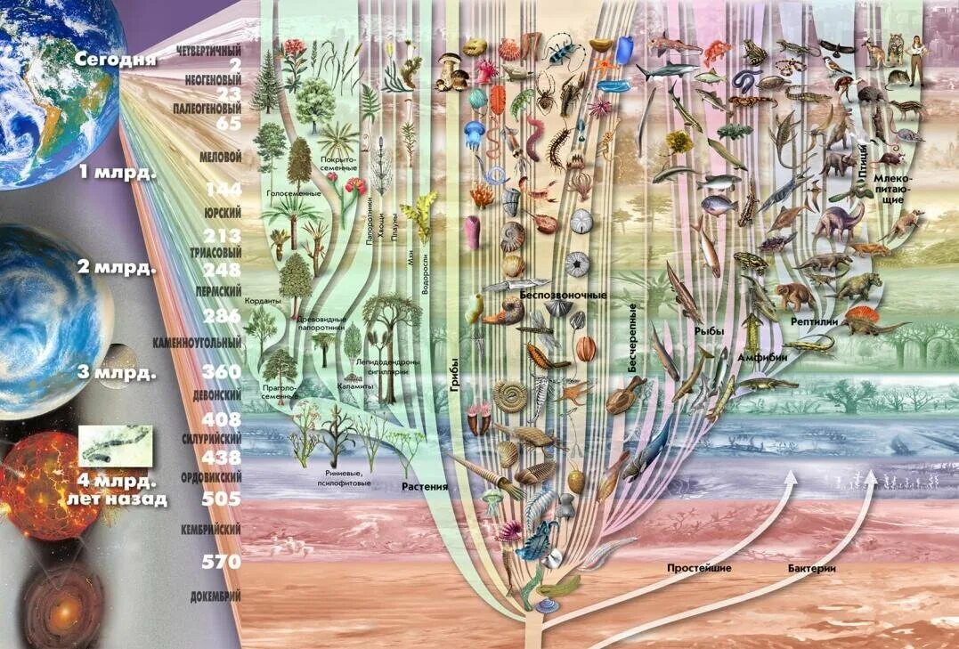 Филогенетическое дерево эволюционное дерево дерево жизни. Древо эволюции живых организмов. Эволюционное Древо жизни биология.