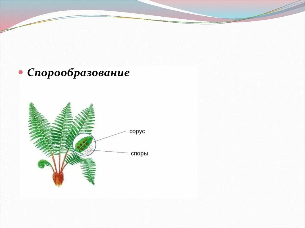 Спорообразование. Спорообразование бесполое размножение. Спорообразование у растений. Спорообразование рисунок.