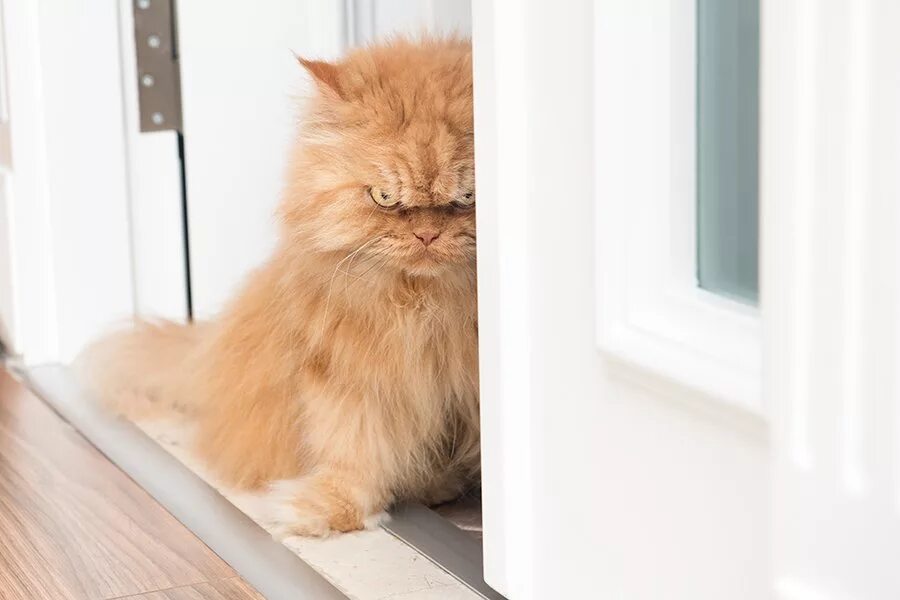Злой рыжий кот. Злой кот. рыжий кот злится. рыжая кошка злится. рыжий котенок злится.