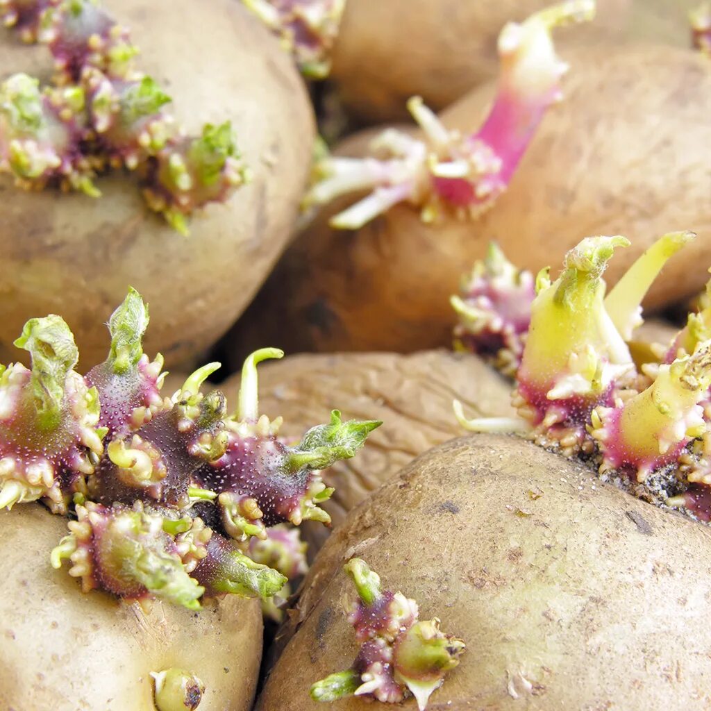 Картошка прорастает что делать. Проросший клубень картофеля. Ростки картофеля. Картошка с ростками. Картофель с зелеными ростками.