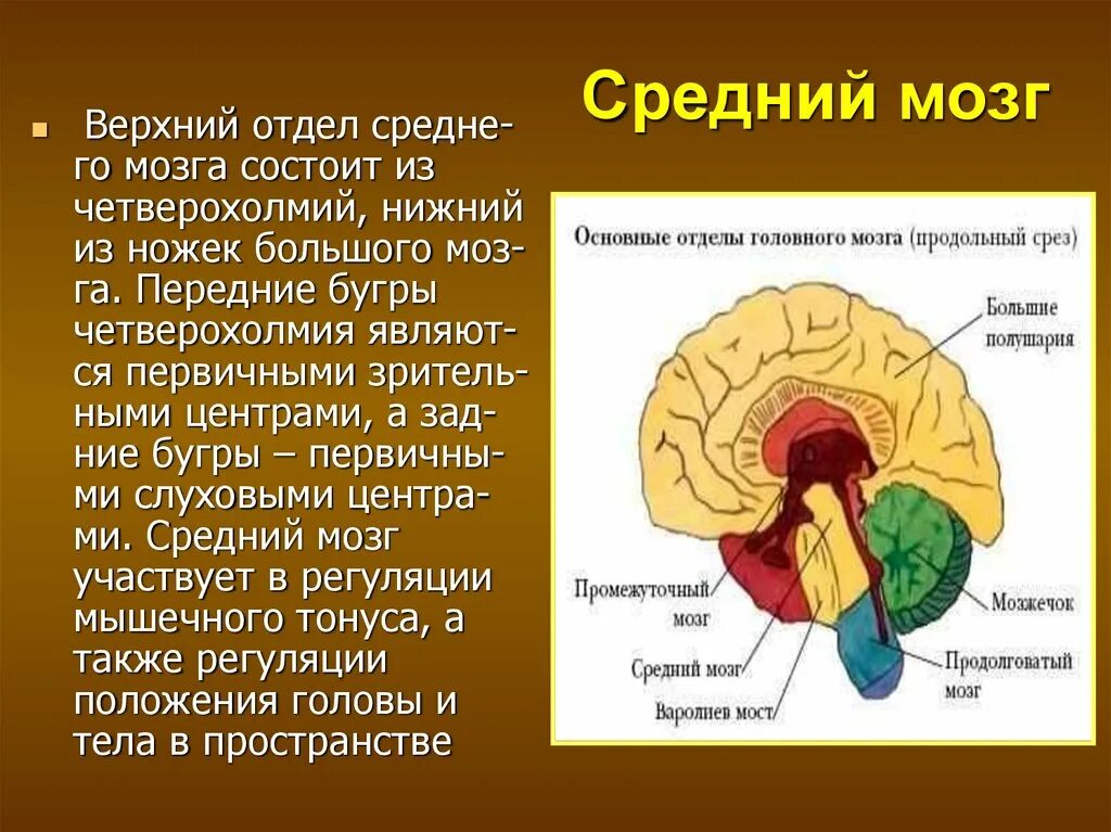 Отделы среднего мозга. Строение среднего мозга. Строение отдела среднего мозга. Средний мозг верхний отдел.