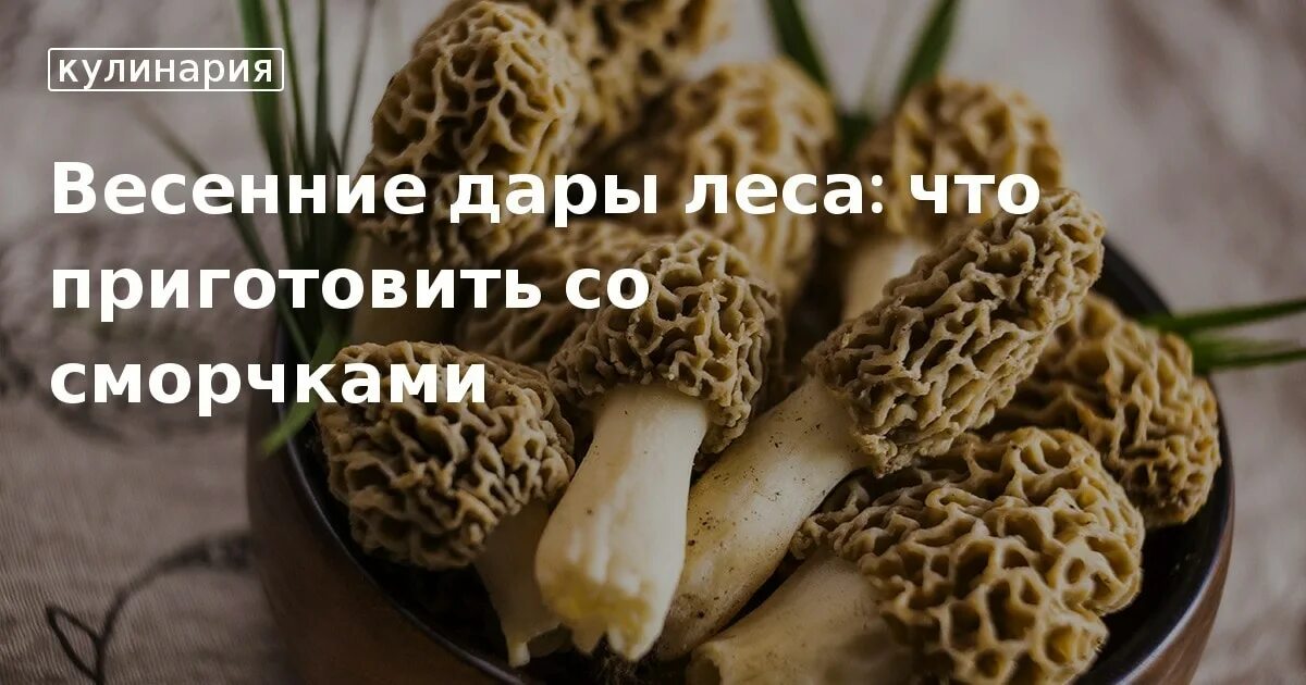 Как чистить сморчки. Сморчки. пичи со сморчками. у сскова варить сморчки.