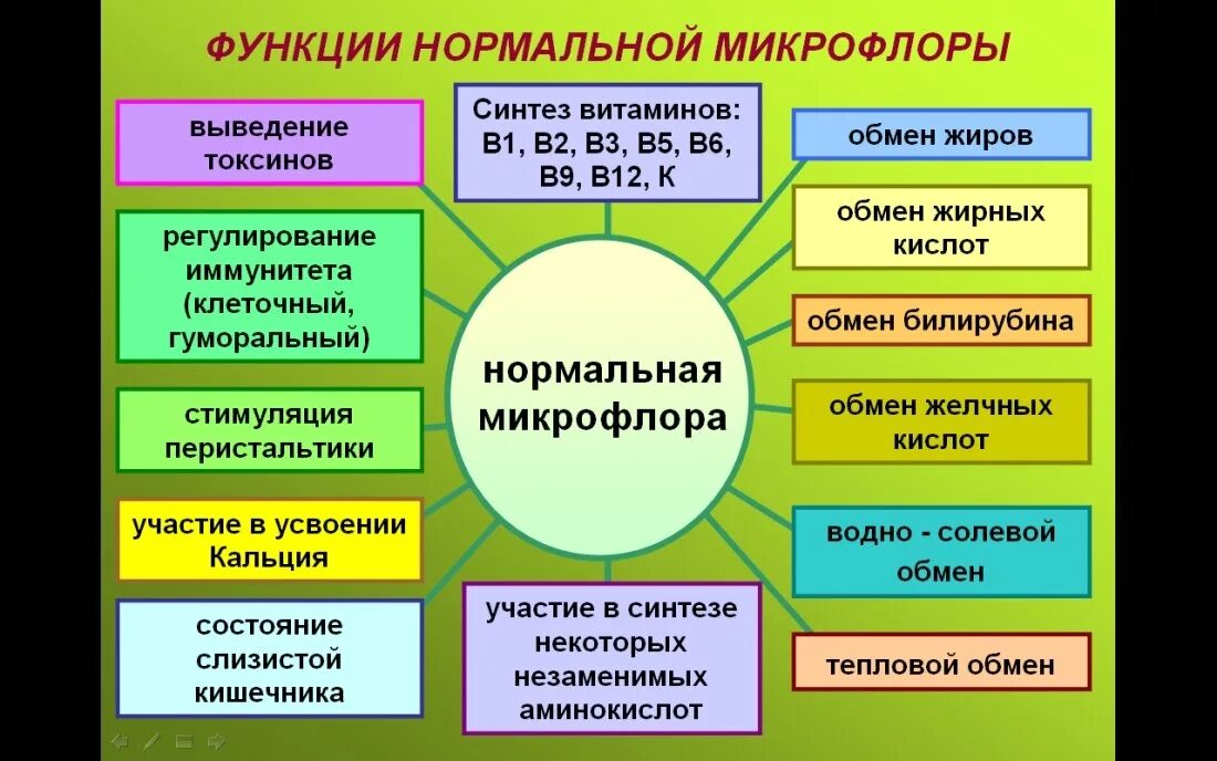 Микрофлора примеры. Нормальная микрофлора кишечника микробиология. физиологические функции естественной микрофлоры кишечника. нормальная микрофлора организма человека и ее функции.
