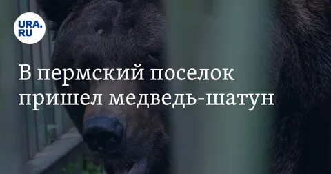 Приходил мишка