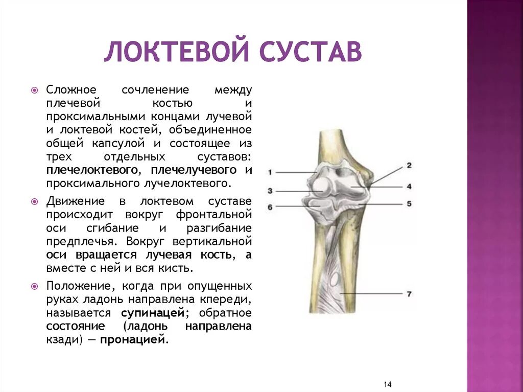 Чем покрыты суставные поверхности костей. Дистальный лучелоктевой сустав. Локтевой сустав анатомия строение. Локтевой сустав плечелоктевой сустав. Локтевой сустав костная анатомия строение.