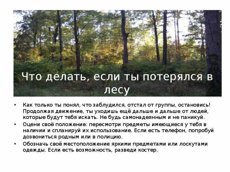 Что нужно делать в лесу если заблудился. Что делать если ты потерялся в лесу. Что делать если заблудился в лесу. ОБЖ если заблудился в лесу. Что делать если ты заблудился в лесу.