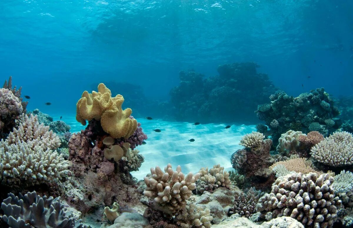 Underwater coral. Подводный мир Египта Шарм-Эль-Шейх. Коралловые рифы в Сокотре. Сокотра остров дайвинг. Коралловые рифы Средиземного моря.
