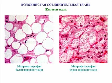 Виды специальной соединительной ткани