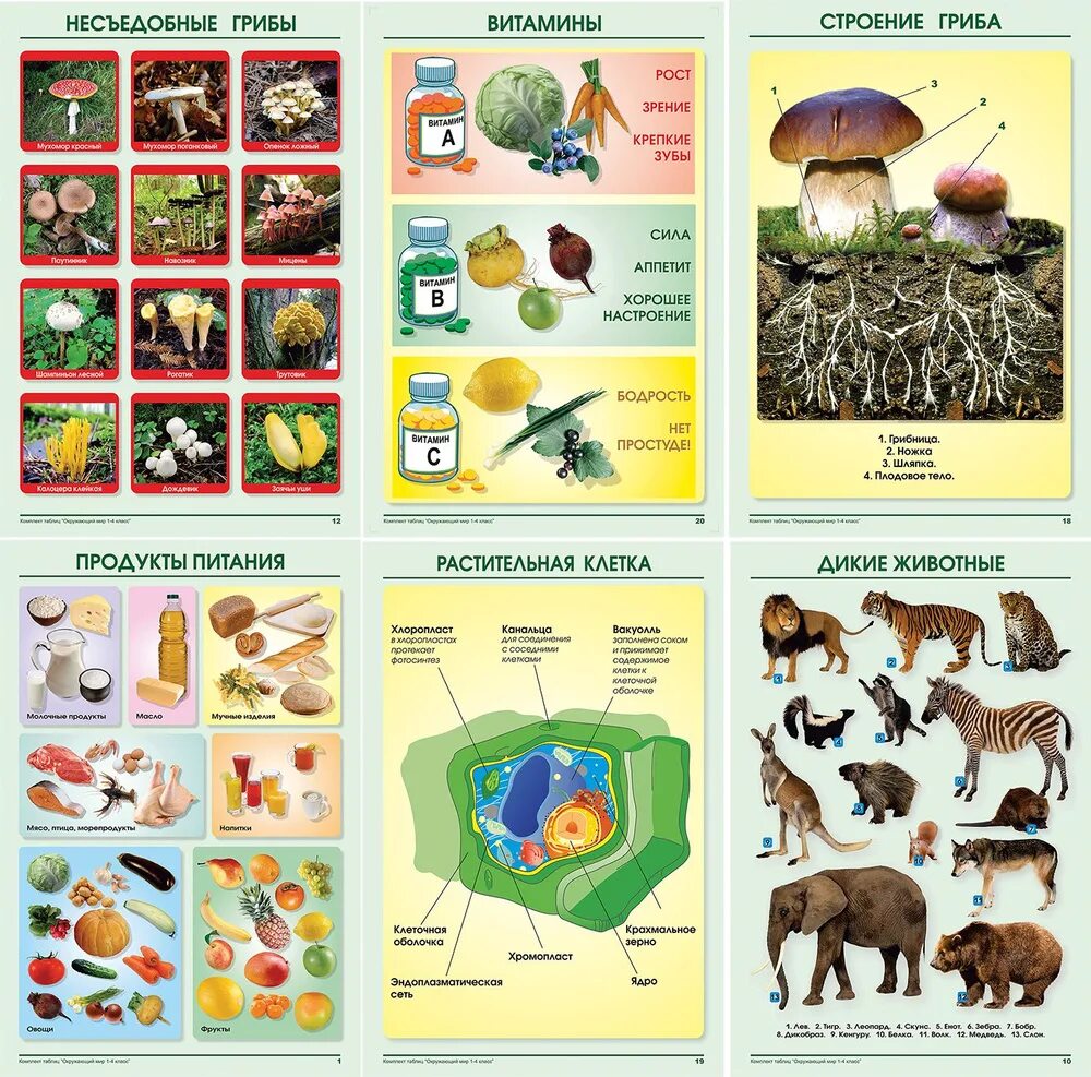 Таблицы по окружающему миру для начальной школы. Таблицы по окружающему миру для начальной школы. (15 таблиц). Окружающий мир 1 класс. Наглядное пособие "биология".